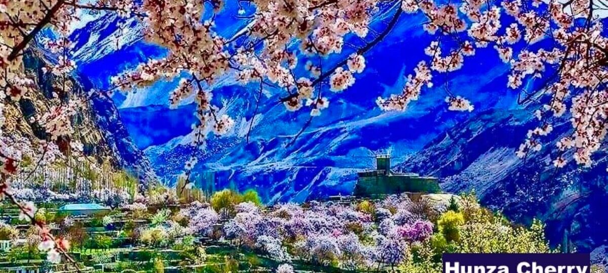 cherry-blossom-hunza