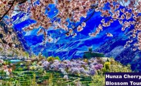 cherry-blossom-hunza