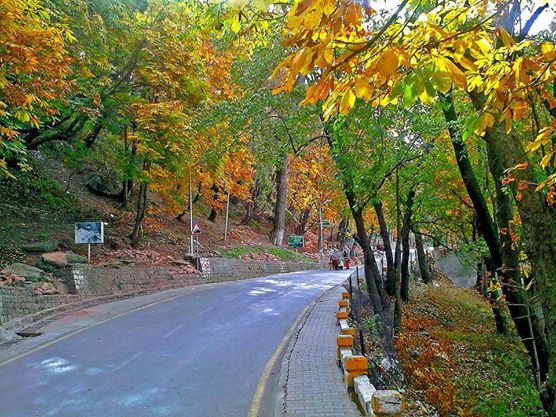 Muree